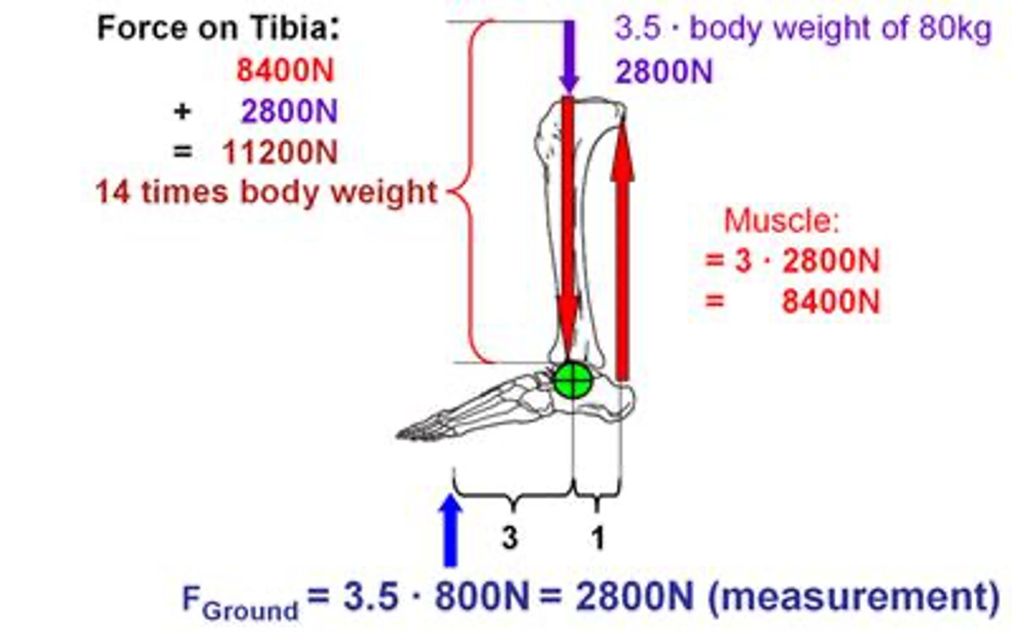 <p>Soft tissue forces generate the highest force on bone during movement.</p>