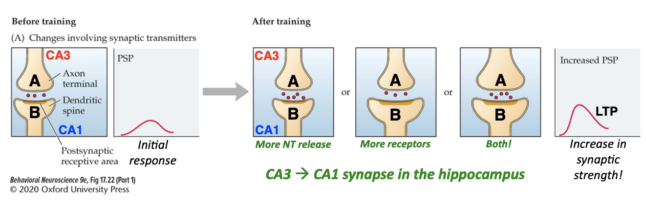 <ul><li><p>Following training on a spatial memory task, the synaptic connections between pyramidal neurons in the hippocampus become <strong>potentiated</strong> (in other words, they get <strong>stronger</strong>) </p></li><li><p>At first, neuron A causes a small post synaptic potential (PSP) in neuron B (left), but over time if neuron A continues to simulate neuron B, the connection between them becomes strengthened such that the PSP is now larger (right) even with the same amount of stimulation—this phenomenon is known as <strong>long-term potentiation (LTP), a form of synaptic plasticity </strong></p></li><li><p>The million dollar question is, how does synaptic plasticity happen? It turns out there’s a few ways this phenomenon can occur, but we’ll focus on the most common way—<strong>LTP</strong></p></li></ul><p></p>