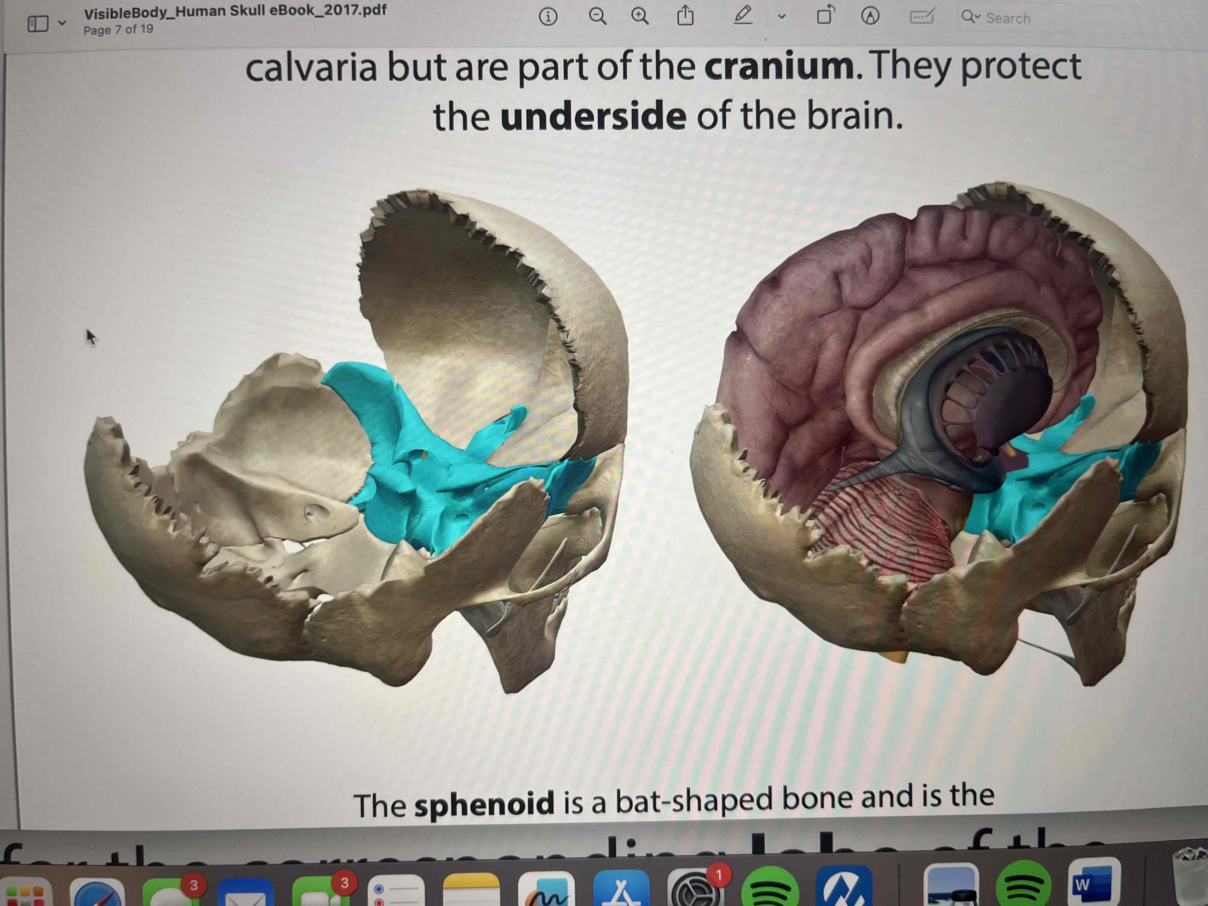 <p>they protect the underside of the brain </p>