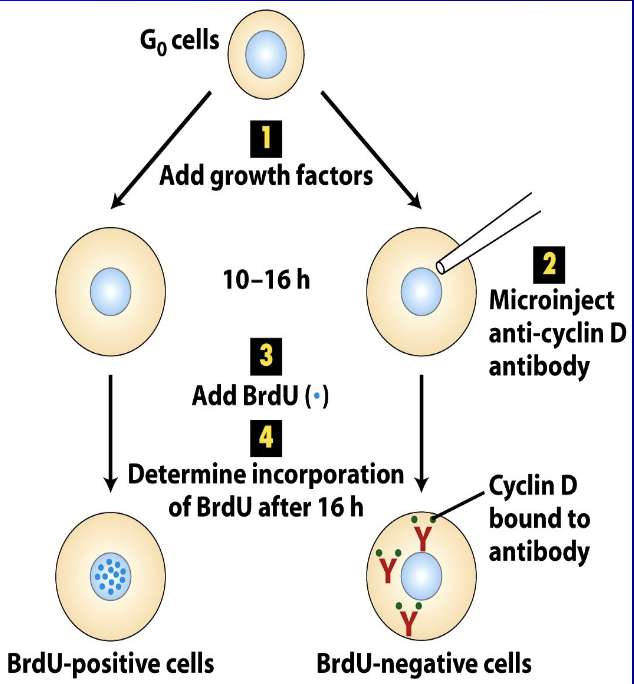 <ul><li><p>“control switch” that must be turned on for a cell to start copying its DNA (entering the S phase)</p></li><li><p> connecting with its partner enzymes, CDK4 and CDK6</p></li><li><p> triggers the next phase of the cell cycle by releasing a brake protein (Rb), allowing DNA replication to begin</p></li></ul><p></p>