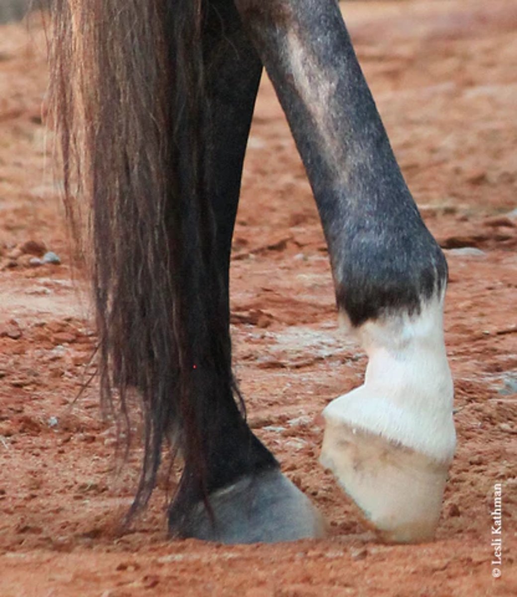 <p>what would you consider the white marking on this horse</p>