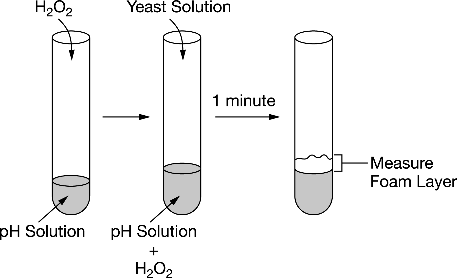 <p><span>Catalase is an enzyme found in yeast cells that facilitates the chemical breakdown of hydrogen peroxide to water and oxygen gas. An experiment was conducted to determine the effect of&nbsp;pH&nbsp;on catalase function. Five buffer solutions of varying&nbsp;pH&nbsp;(2, 4, 6, 8, and 10) were prepared and added to separate test tubes. Hydrogen peroxide&nbsp;(H2O2)&nbsp;was added to each test tube. Yeast was added, and the reactions were timed. After 1 minute the amount of oxygen gas released was determined by measuring the foam layer produced in each test tube. Figure 1 illustrates the experimental setup.</span></p><p><span>A set of five additional test tubes were prepared and used as controls. Which of the following best describes the contents expected to be contained in one of the five control test tubes?</span></p>