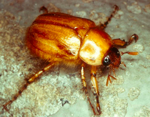 <p>*Stout, heavy beetles *Larvae are C-shaped &quot;white grubs&quot; *Herbivores, coprophagous, scavengers *Egyptians associated them with their gods, ancient jewelry</p>