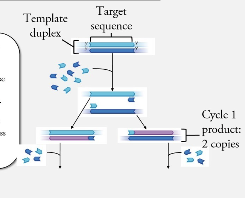 <ul><li><p><span style="background-color: inherit; line-height: 19.55px; color: windowtext;">When separate strands by heat (denaturation) by 98C --&gt; primers in excess can go find complementary sequences --&gt; RNA primers binding to parent DNA prevents parental strands from coming back together</span><span style="line-height: 19.55px; color: windowtext;">&nbsp;</span></p></li></ul><p></p>