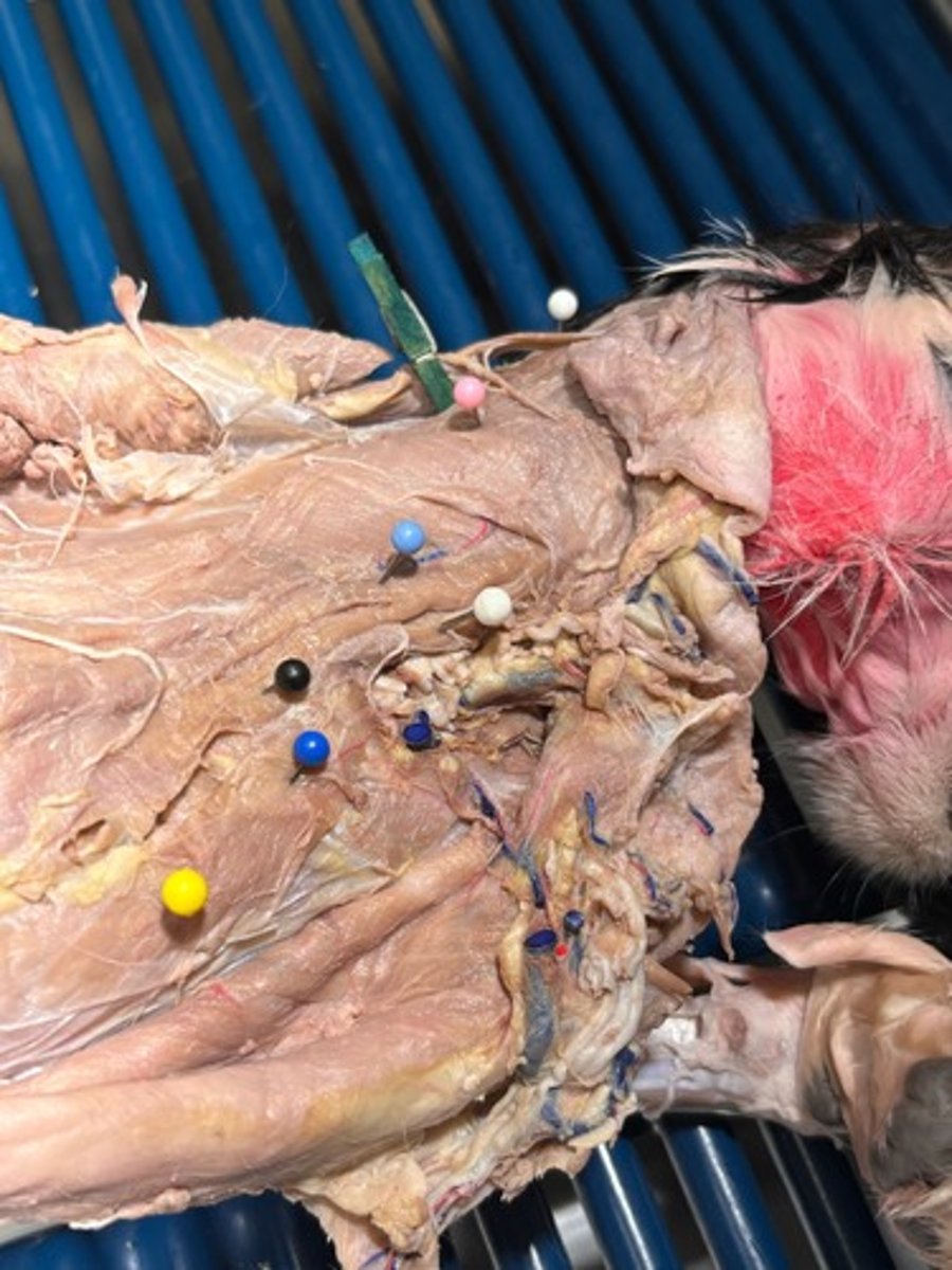 <p>What thoracic muscle is the dark blue pin in</p>