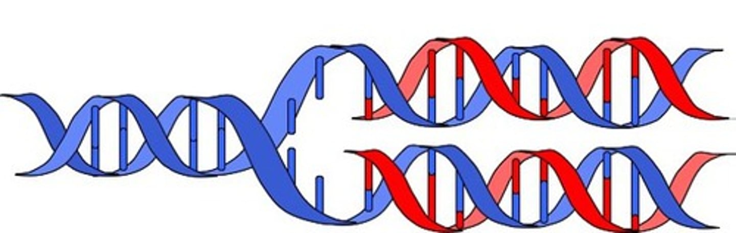 <p>in each new DNA double helix, one strand is from the original molecule, and one strand is new</p>