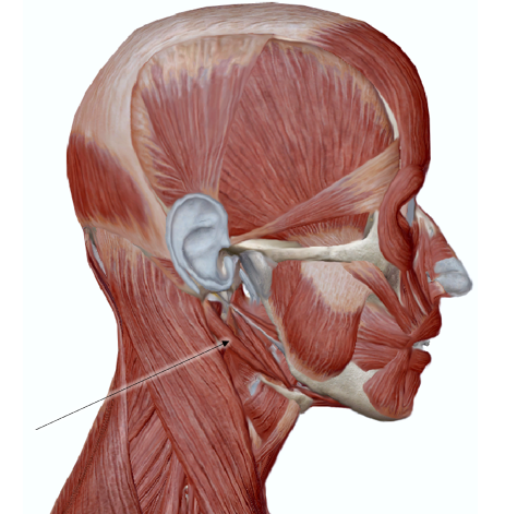<p><span>Name the muscle. Hint: you can see only one part of the muscle in this view.</span></p>