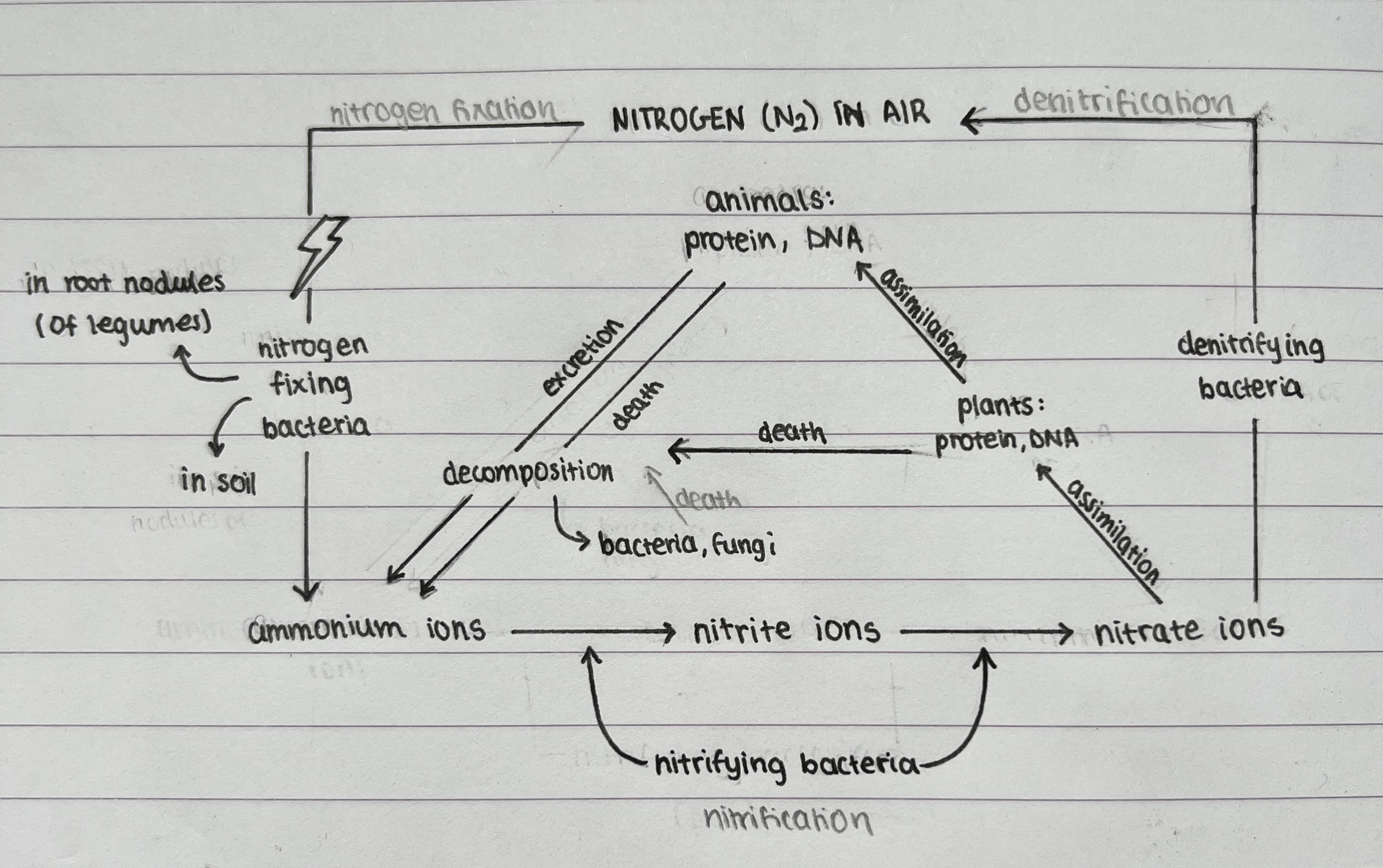 <p>Here excretion is about <strong>urea</strong>  <u>not faeces</u>. Faeces mainly contain undigested food while most of the nitrogenous matter is excreted in urine (with the urea).</p><p>Plant roots can absorb the nitrates</p>