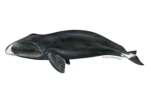 What’s the scientific name of the bowhead whale?
