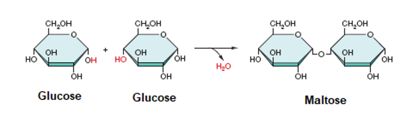 <p>Dehydration synthesis</p>
