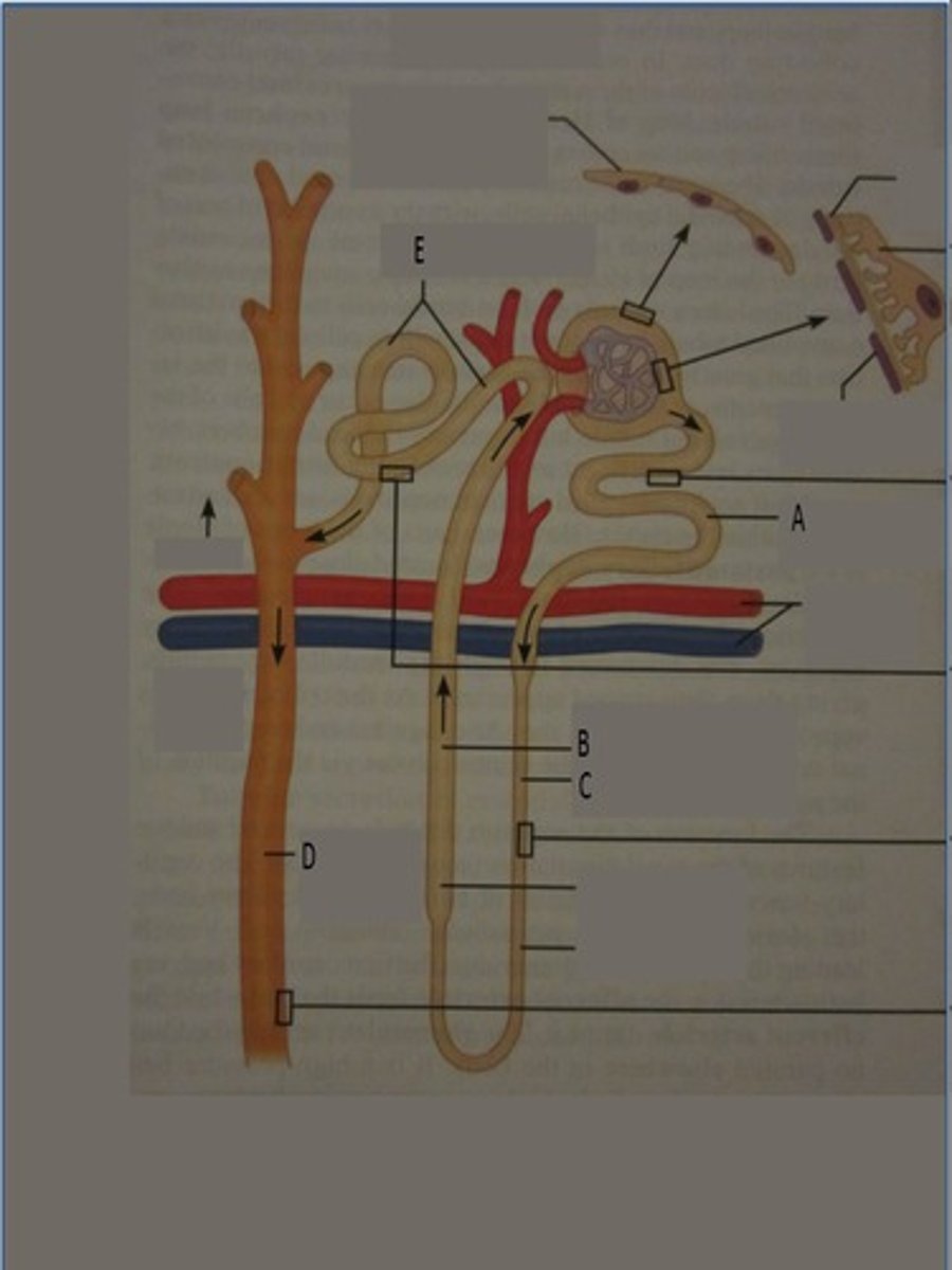 <p>A</p>