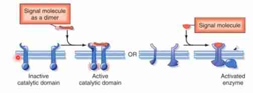 <p>These receptors that function as enzymes or are directly associated with enzymes.</p>