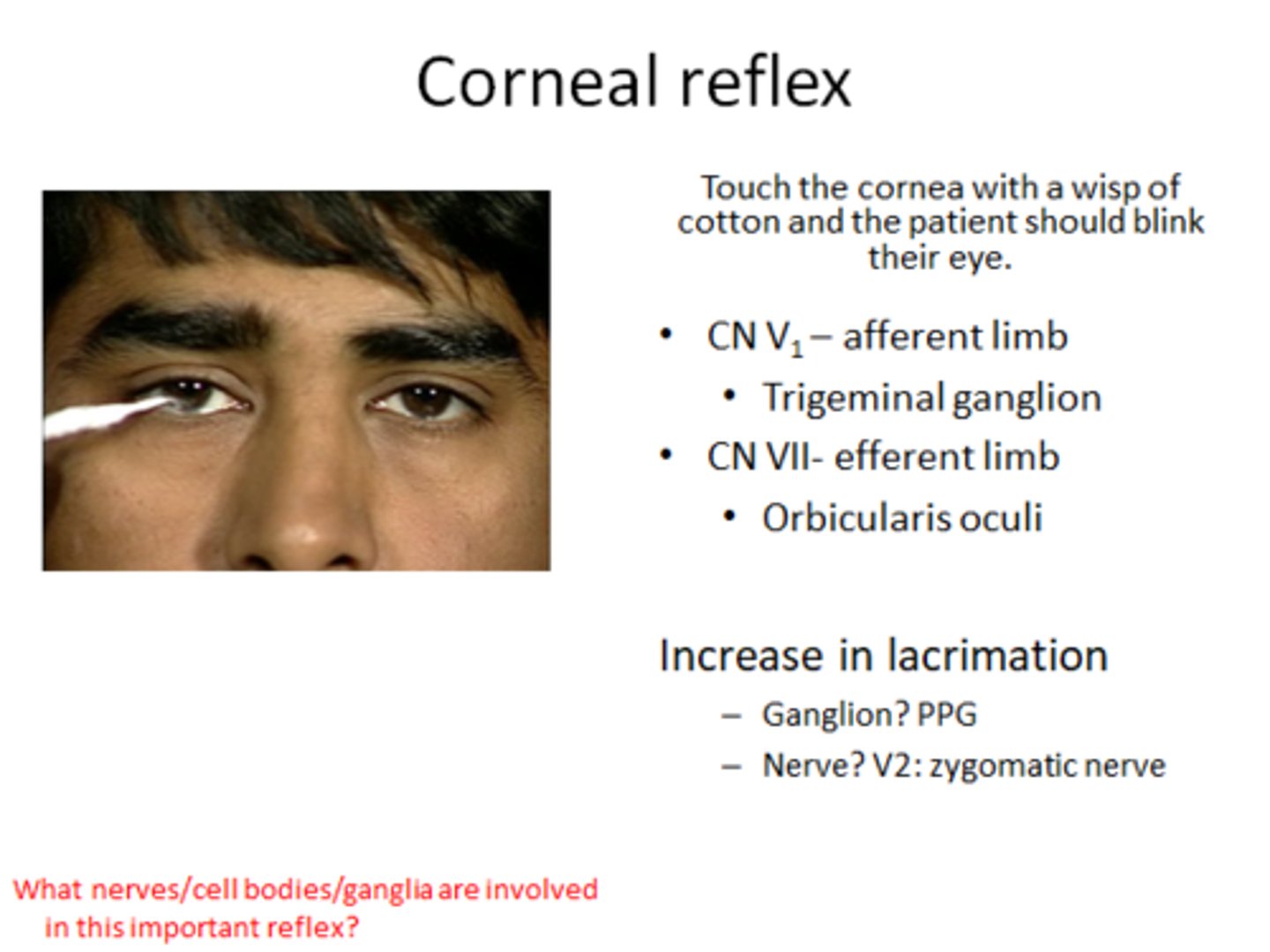 <p>blinking in response to corneal stimulation by a cotton wisp</p>