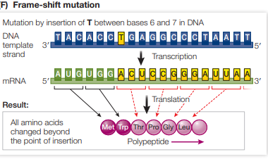 <p>Frameshift mutations are when a base pair is inserted or deleted from a DNA sequence.  </p><p>This alters the mRNA reading frame (the consecutive triplets), causing a different amino acid sequence</p><p>Therefore, the resultant protein after translation is often non-functional. </p>
