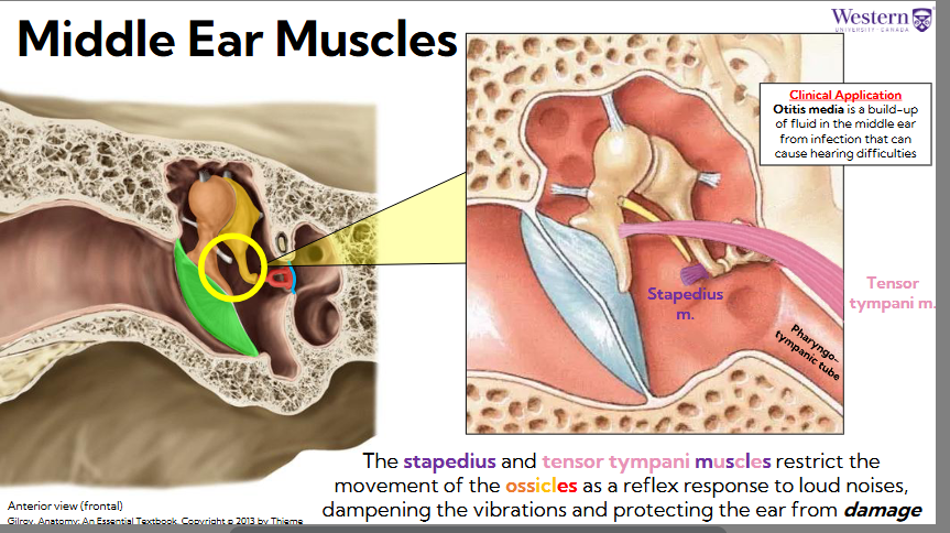 <ul><li><p><span style="background-color: transparent;"><span>The stapedius and tensor tympani muscles restrict the movement of the ossicles as a reflex response to loud noises, dampening the vibrations and protecting the ear from damage</span></span></p></li><li><p><span style="background-color: transparent;"><span>Tensor tympani pulls on base of the malleus to tighten tympanic membrane and prevents some of force from being transmitted onto incus</span></span></p><ul><li><p><span style="background-color: transparent;"><span>Malleus pivots away and force is reduced</span></span></p></li></ul></li><li><p><span style="background-color: transparent;"><span>These muscles respond to intense loud noises, prevents sound from damaging system</span></span></p></li></ul><p></p>