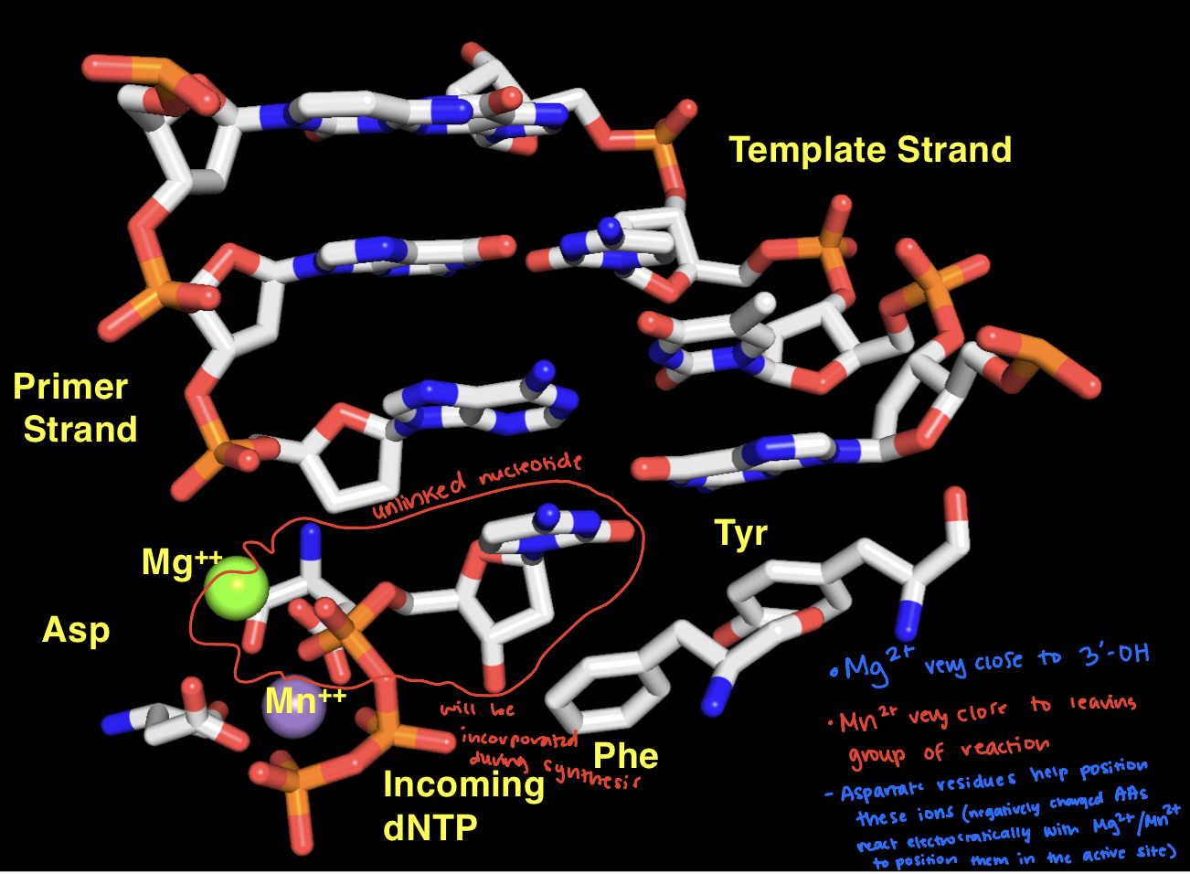 Both are very close to the substrate of the reaction (the dNTP). Mg2+ is very close to the terminal deoxyribose on the primer strand (very close to the nucleophile - the 3'-OH). Mn2+ is very close to the β and γ phosphates of the incoming dNTP (very close to the leaving group of the  reaction). Each ion is specifically positioned within the active site.