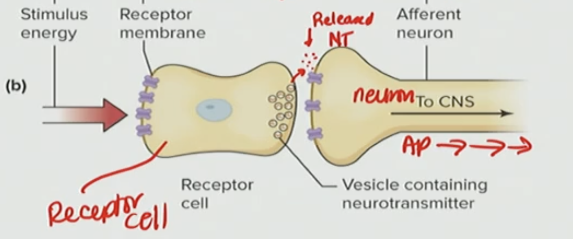 <p>What is the neuron doing here</p>