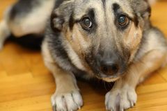 <p>Analyze the eyes of this dog</p>