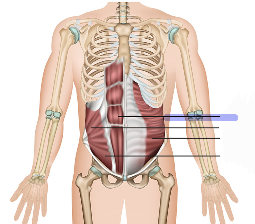 <p>Flexes lumbar portion of vertebral column</p>