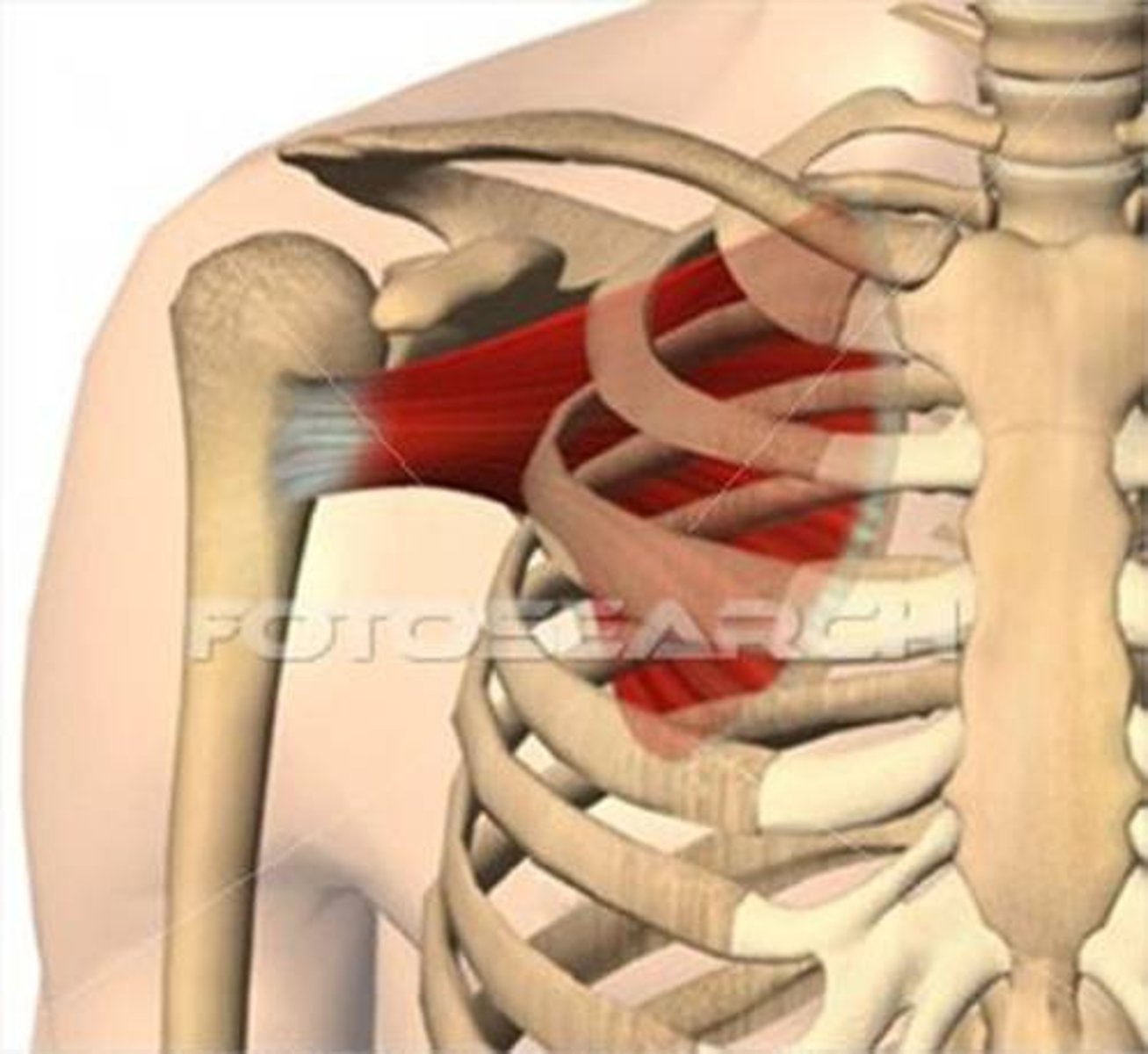 <p>Origin: Subscapular fossa of scapula</p><p>Insertion: Lesser tubercle of humerus</p><p>Action: Medial rotation at shoulder</p>