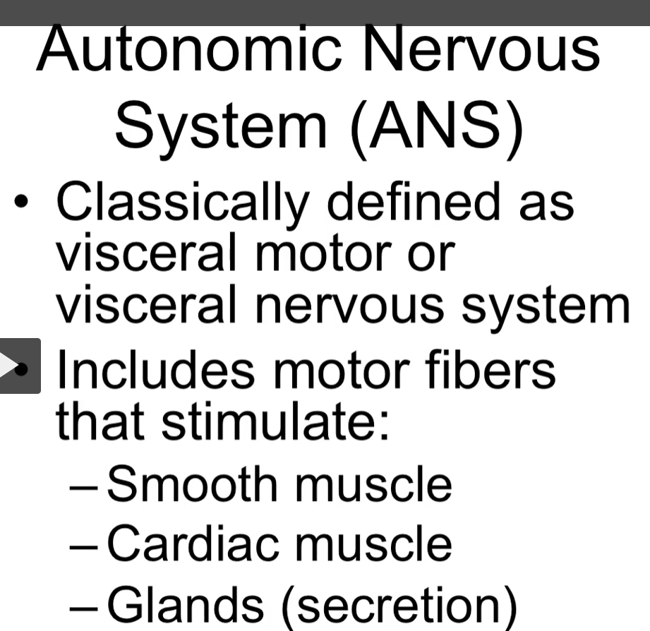<p>autonomic nervous system (also called visceral motor or visceral nervous system) </p><p>motor fibers that stimulate smooth muscle, cardiac muscle, and glands. </p>