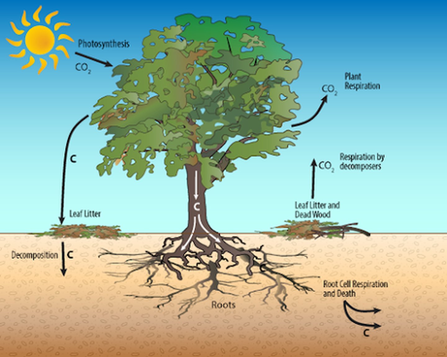 <p>1. Atmospheric carbon is fixed by trees (photosynthesis)<br><br>2. Some carbon is transferred from stems, branches, and foliage stores to below ground carbon stores (roots, litter)<br><br>3. Some carbon is transferred from belowground carbon to the soils<br><br>4. Fallen leaves and branches add to this carbon in the soils as it is decomposed by decomposers, returning carbon to ground as dead organic matter<br><br>5. Carbon is lost to the atmosphere through soil respiration and respiration from the tree itself<br><br>FAST</p>