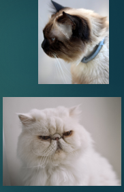 <p>Brachycephalic obstructive airway syndrome in Cats </p>