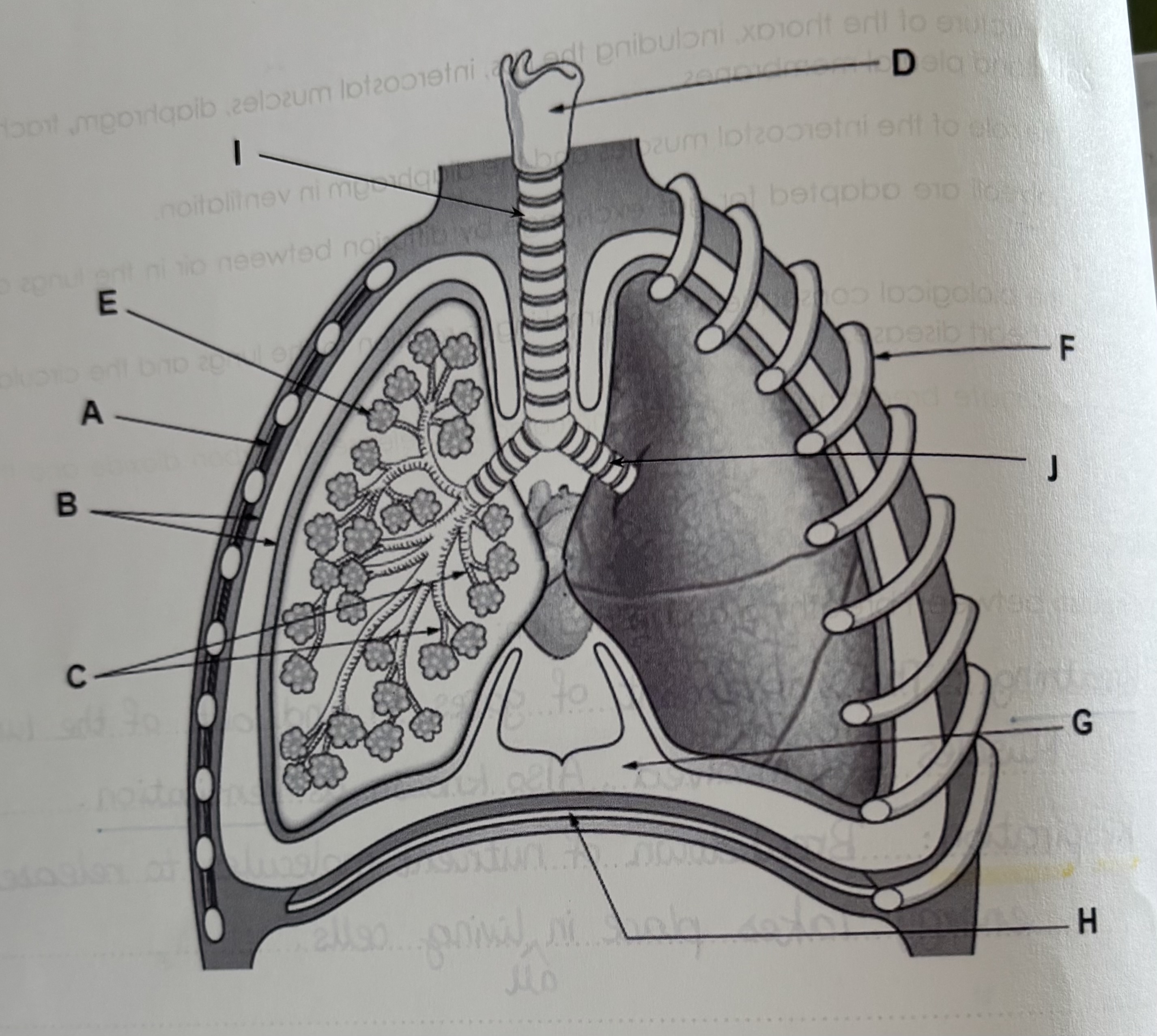 <p>Structure of the thorax</p>