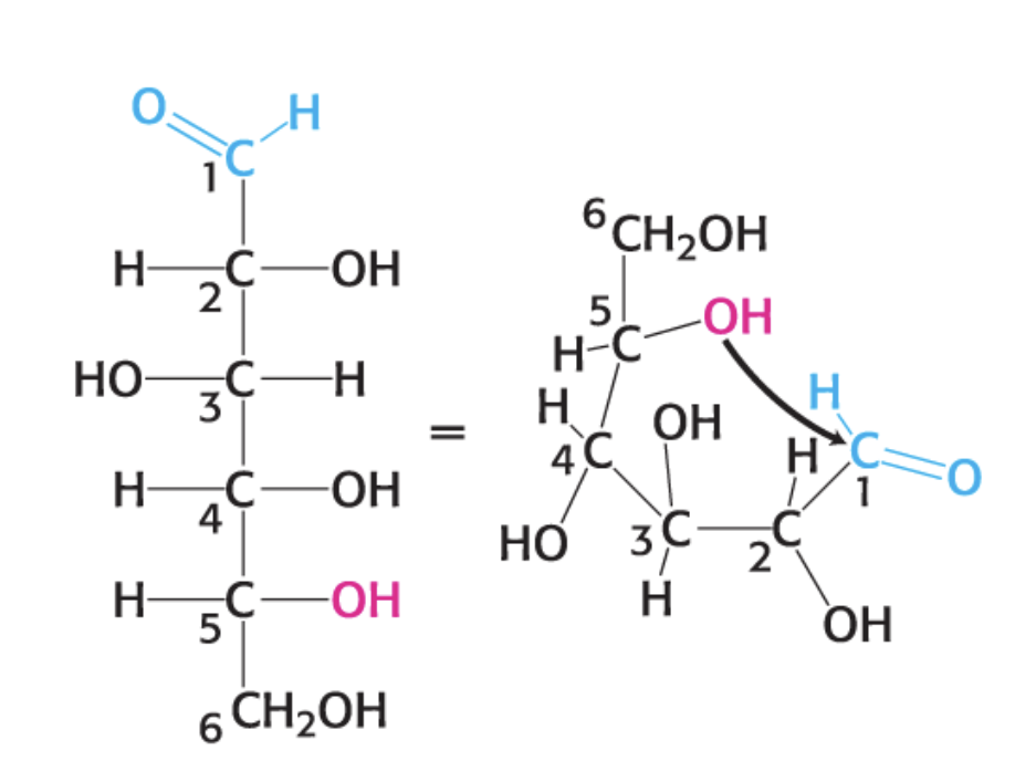 <p>with the D-Glucose (open chain form)</p>