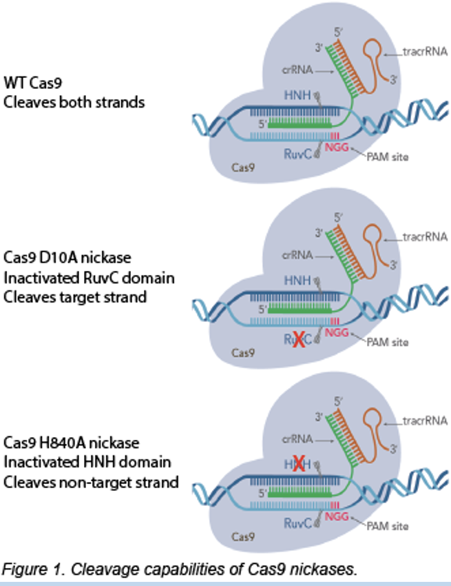 <p>inactivate a nuclease site and only cut one strand</p><ul><li><p>eliminates where cas9 cleaves</p><ul><li><p>cleaves only target strand</p></li></ul></li><li><p>Individual point mutation in Cas9 lead to loss of nuclease activity and prevents double strand bearks</p></li></ul><p></p>