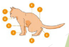 <p>What are the eight things that are different about this urinating FLUTD cat vs. a normal cat urinating?</p>