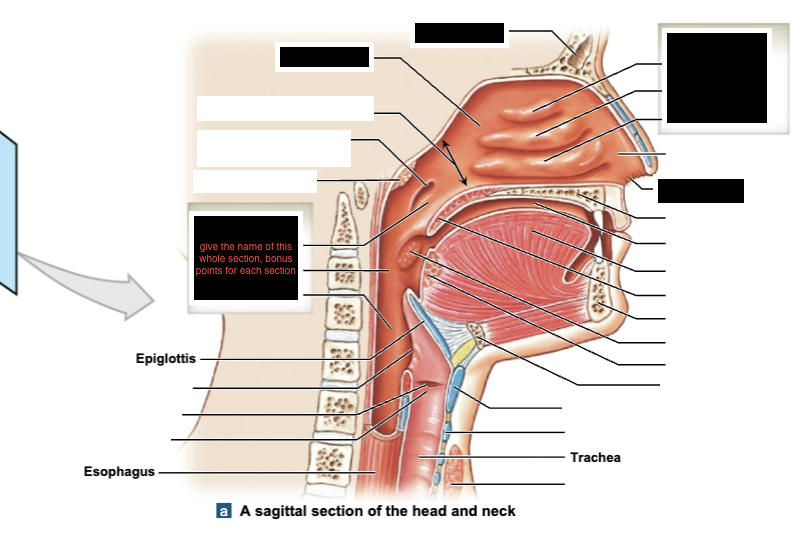 <p>label black boxes of sagittal section of head and neck</p>