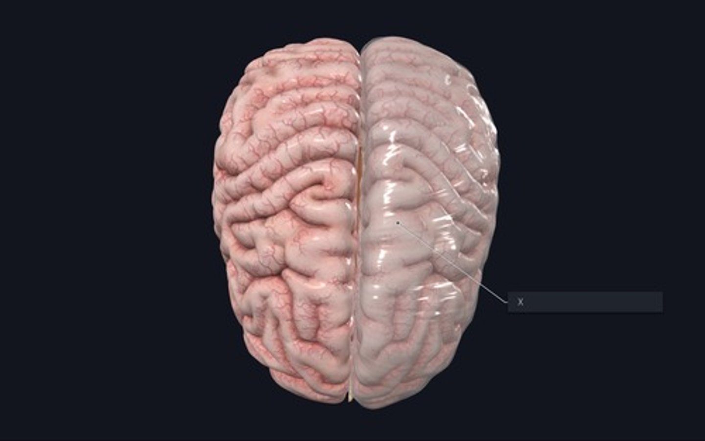 <p>Name the area immediately deep to the structure indicated by the X.</p>