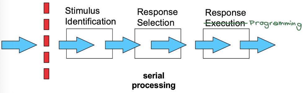 <ul><li><p>Only <strong>one stimulus can enter the information processing system at a time </strong>→ bottleneck after input</p></li><li><p>Cocktail party phenomenon → lots of people; talking in one conversation; you know there are other conversations happening but you are focused on the one you’re in</p></li></ul>