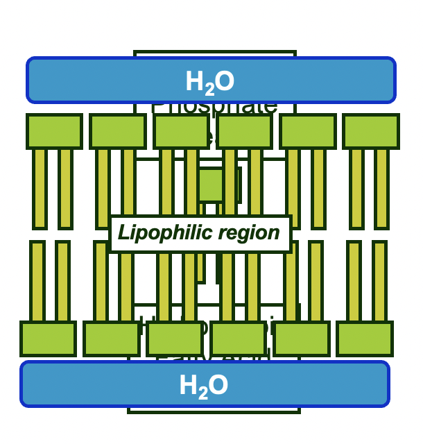 phospholipid bilayer