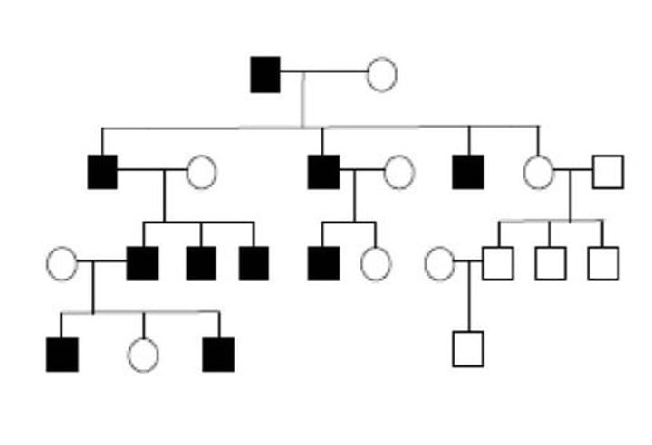 <p>- affects only males<br>- all sons of an affected man are affected</p>
