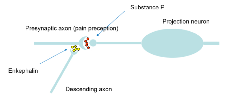 <p>Inhibition:</p><ol><li><p>Small sustained depolarization (ex: enkephalin- as painkiller)</p><ol><li><p>Blocks Nachannels so decrease axonal action potential</p></li><li><p>Less volatge gate Ca channels opened</p></li><li><p>NT (neurotransmitter) release reduced</p></li></ol></li><li><p>Hyperpolarization</p><ol><li><p>GABA acts on neurons via GABA ceptors to Lower the aperture of C2+volateg gated channels, hence less NT release.</p></li></ol></li><li><p>Ca2+ voltage gated chanels blockage</p><ol><li><p>Less Ca entering, less NT release (opiods do this)</p></li></ol></li><li><p>Non-Ca mediated Neurtrnamsitter exocytosis block</p></li></ol><p></p><p>Facilitation: Potentiate NT release— serotonin does this</p><p></p>