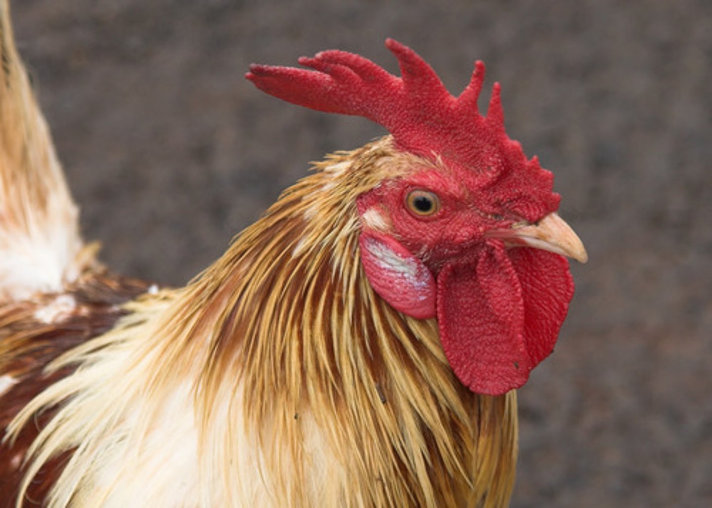 <p>the rooster</p>
