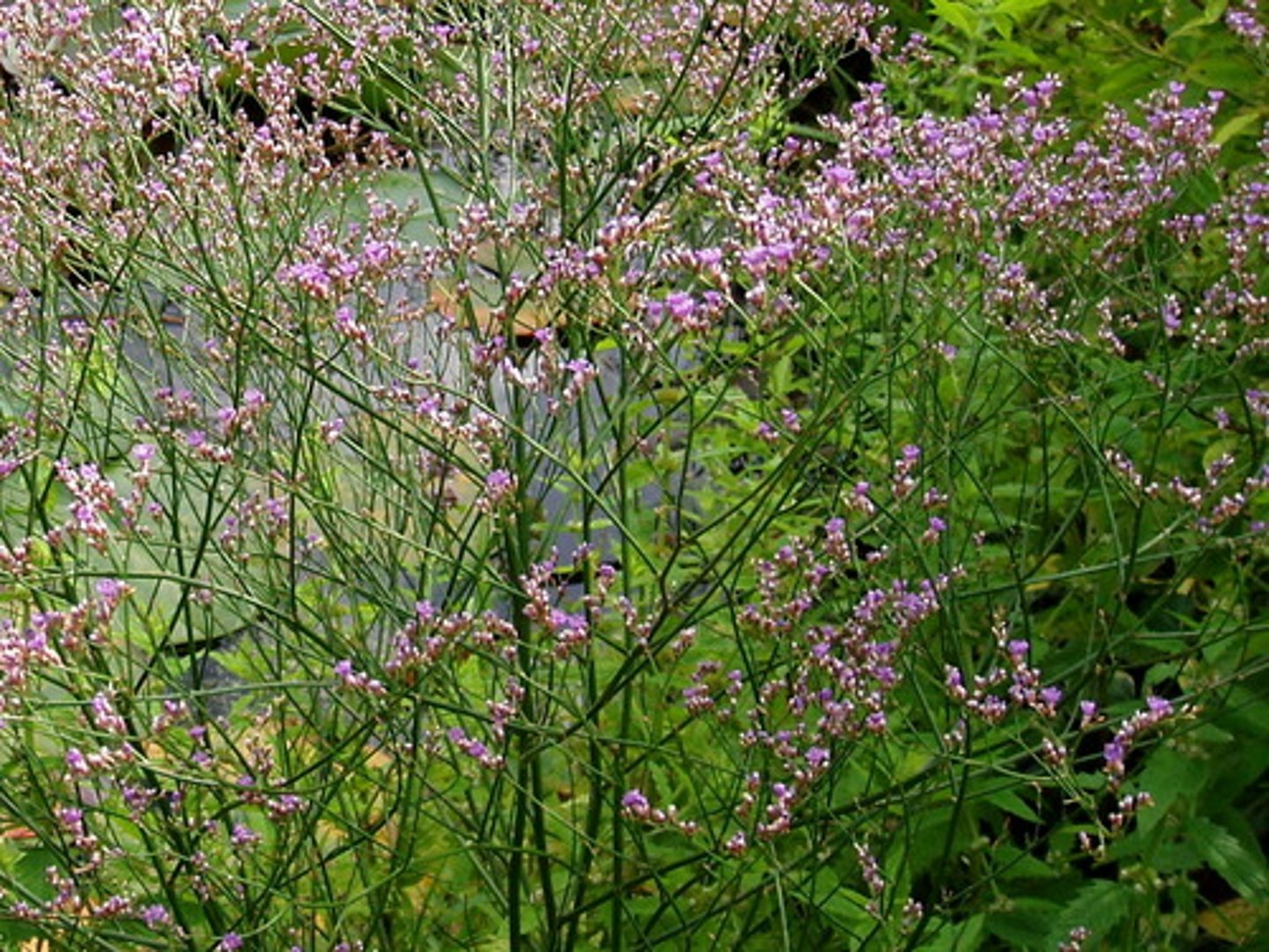 <p>sea lavender, statice</p>