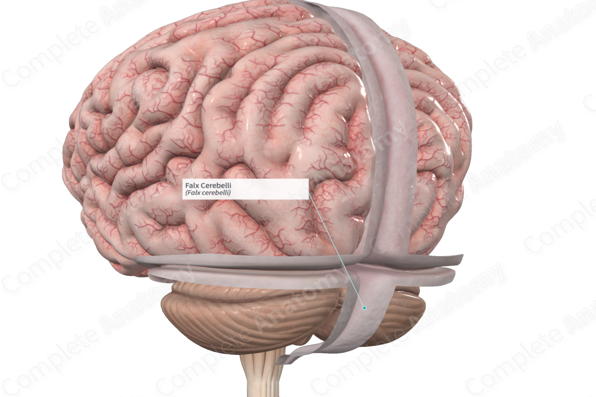 <p>divides right and left cerebral hemispheres</p>