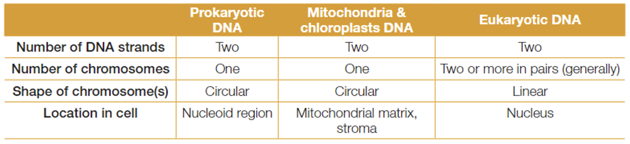 <p><mark data-color="yellow">DNA is unbound and circular in the cytosol of prokaryotes, and in the mitochondria and chloroplasts of eukaryotes.</mark></p><p>Prokaryotic cells contain a single circular chromosome, which is double-stranded, made of DNA with no protein attached to it (<strong>unbound</strong> to protein molecules).</p><p>The DNA in a prokaryotic cell is not enclosed in a nucleus, but <mark data-color="yellow">floats freely in the cytosol</mark>. <em>(The cytosol is the fluid part of the cytoplasm, not including organelles such as ribosomes)</em>. The location of DNA is called the <strong>nucleoid region</strong>.</p><p>Mitochondria and chloroplasts have their <mark data-color="yellow">own DNA</mark>, separate from the DNA in the nucleus.</p><p><mark data-color="yellow">Their DNA resembles prokaryotic</mark> DNA as it is circular, and has no protein attached.</p><p>This genetic information contains all the information needed for the mitochondria and chloroplasts to undertake their respective functions, and for their own division (by binary fission). </p><p>The presence of these circular DNA molecules in these organelles is hypothesised to be due to their prokaryotic origins. </p><hr><p><em>(additional information: nucleic acid known as RNA and proteins are also found in the nucleoid region. Also found in many prokaryotes, are </em><strong><em>plasmids</em></strong><em>, which are small amounts of circular, double-stranded DNA that are </em><strong><em>separate</em></strong><em> from the cell’s chromosomal DNA)</em>.</p>