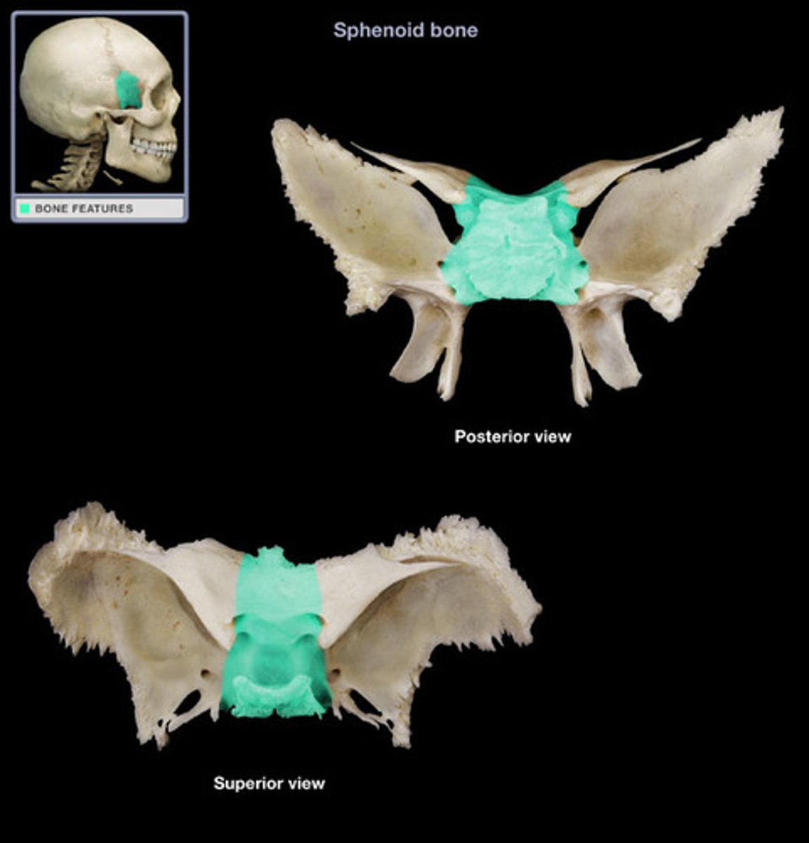 <p>central section of sphenoid</p>