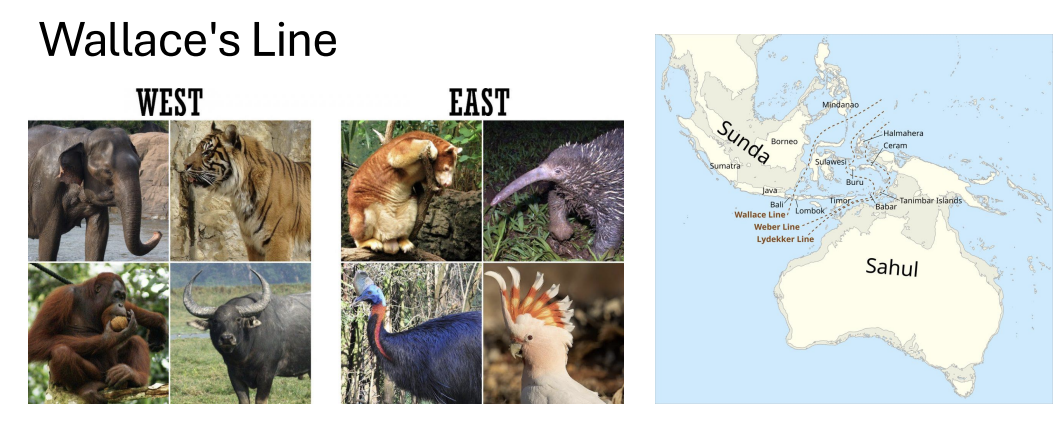 <p>what is <strong>wallace’s line?</strong></p>