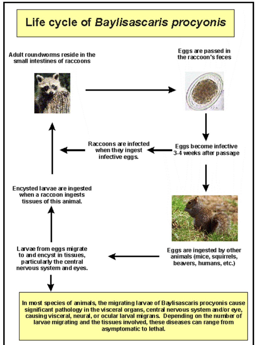 <p>When raccoons ingest infective eggs, larvae hatch, enter wall of SI, and develop to adult worms in the small intestine </p>