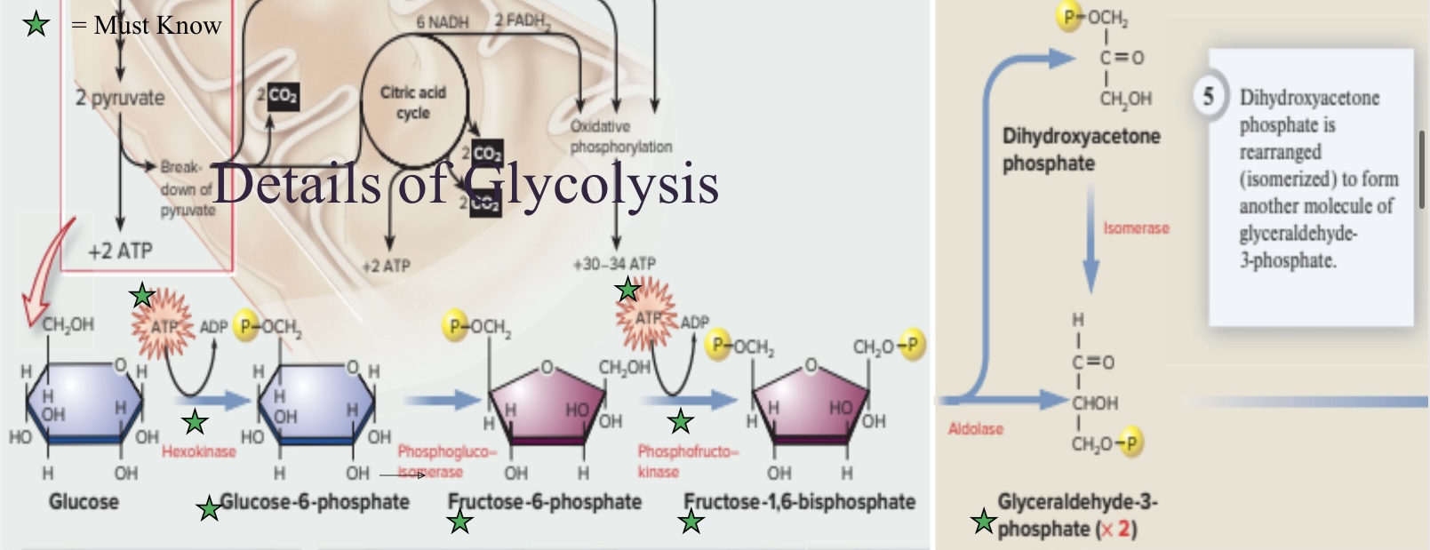 <p>Which phase(s) of glycolysis is this?</p>