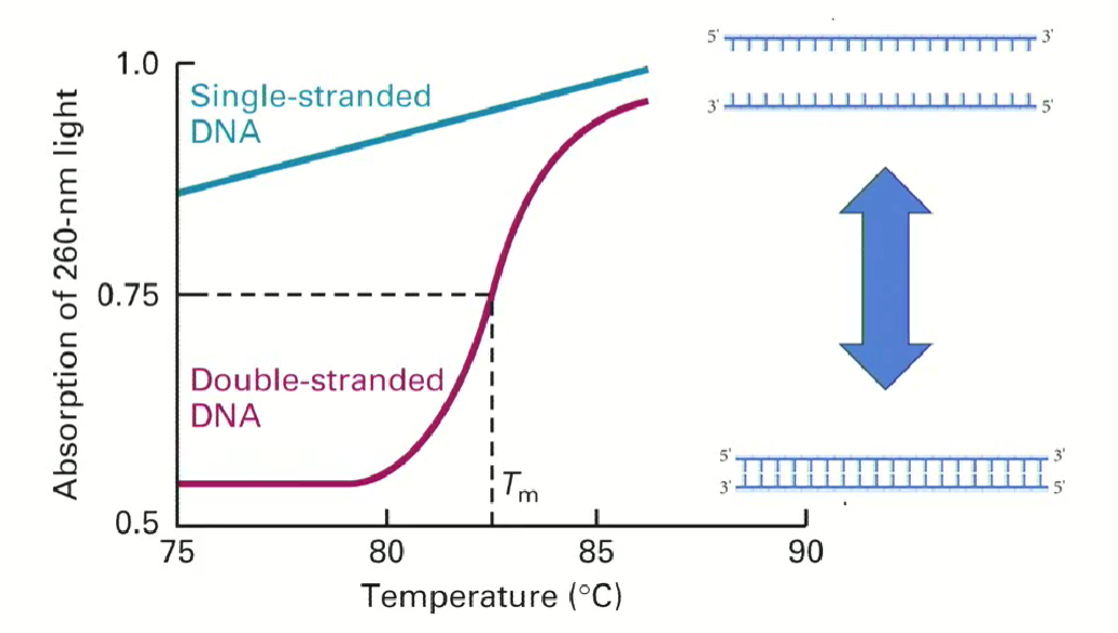 <ul><li><p>Temperature greater than 90 degrees required</p></li><li><p>As double stranded DNA denatures, it absorbs light better</p></li><li><p>the blue line shows light absorption by single stranded DNA</p></li><li><p>the pink line shows the increasing absorption of double stranded DNA as it denatures (becomes single-stranded)</p></li><li><p>This is a reversible process (strands go back together when temperature goes down)</p></li><li><p>Tm is the melting point of DNA (defined as the point at which half of the double stranded DNA denatures)</p></li></ul><p></p>