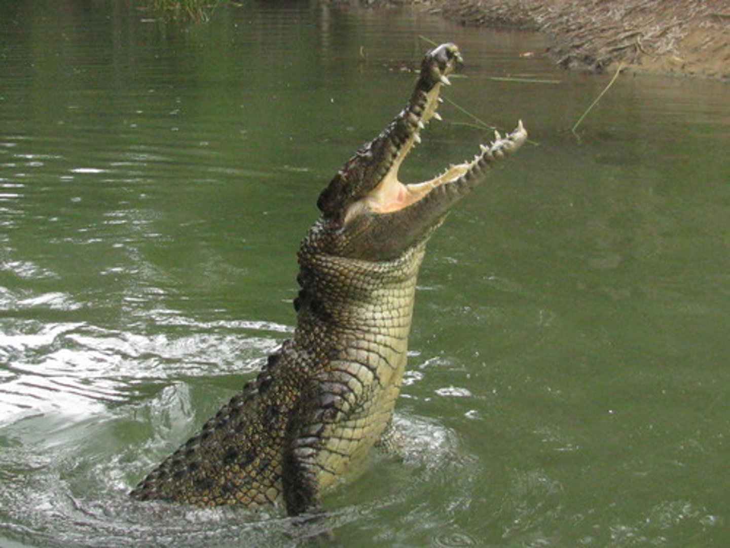 <p>A river that separates Kenya and Ethiopia; known for its crocodiles</p>