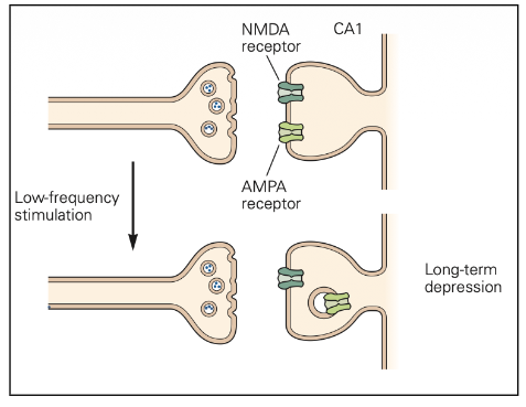 <ul><li><p>tegenhanger van LTP</p><ul><li><p>verzwakking van eerder versterkte synapsen</p></li></ul></li><li><p>mechanisme</p><ul><li><p>lage-frequentie stimulatie</p></li><li><p>activatie van fosfatasen → verwijdering AMPA-receptoren</p></li><li><p>verminderde synaptische transmissie</p></li></ul></li></ul><p></p>