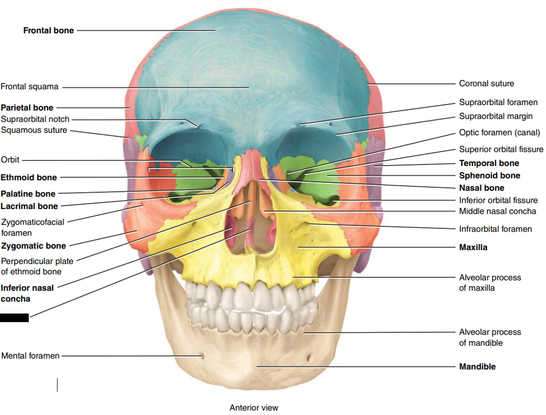 <p>State and identify which part of the cranial bone is being censored.</p>