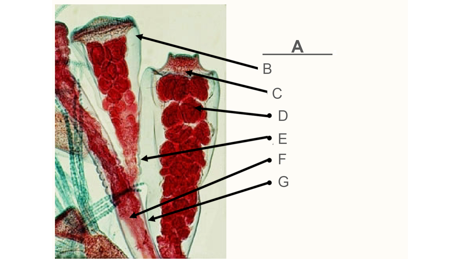 <p>What is B?</p>